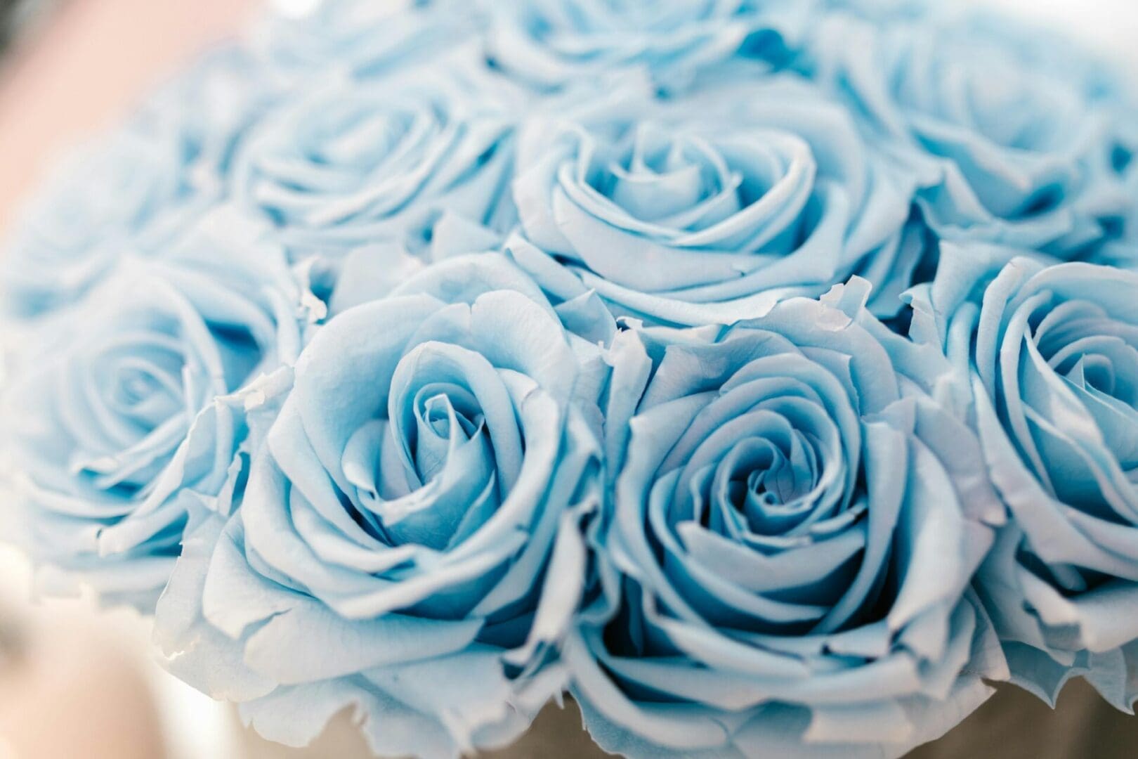 A close up of blue roses in the middle of it